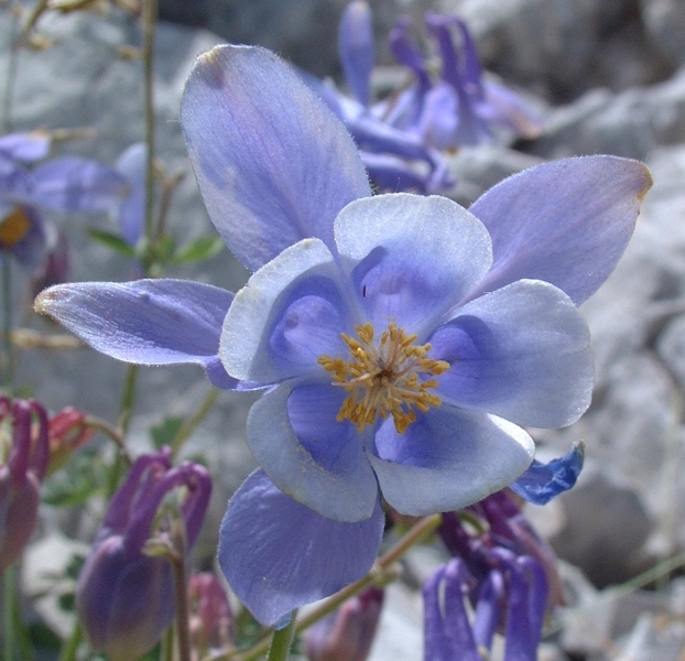 Aquilegia magellensis / Aquilegia magellense